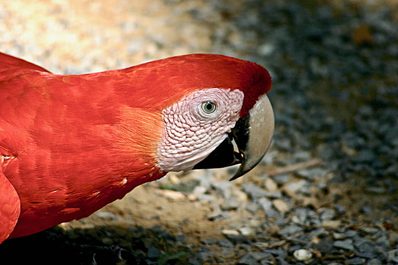 scarlet macaw close-up, HD wallpaper