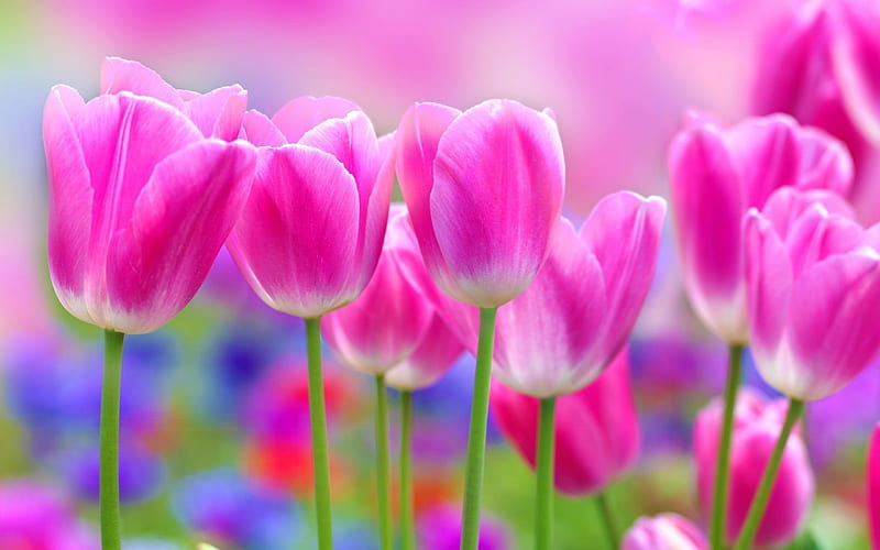 pink tulips, macro, buds, blur, HD wallpaper