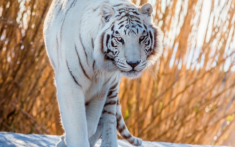 white tiger, predator, snow, wildlife, tigers, dangerous animals, HD wallpaper