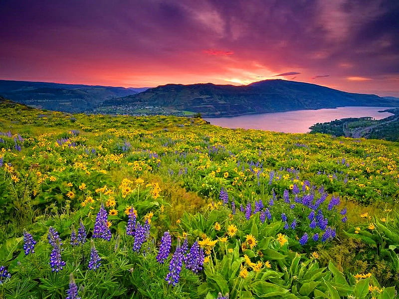 Meadow of flowers, pretty, colorful, glow, riverbank, shore, grass, fragrant, bonito, sunset, clouds, mountain, nice, flowers, river, reflection, lovely, fresh, delight, sky, lake, freshness, water, summer, nature, lakeshore, meadow, field, HD wallpaper