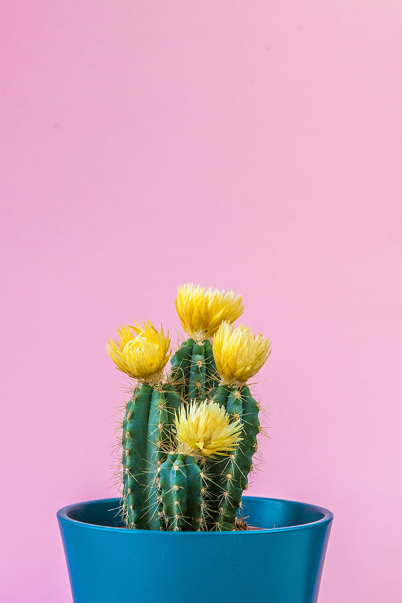 Pinky, daisy, flowers, lavender, cactus, jasmine, pink, colors, happy, funny, HD phone wallpaper