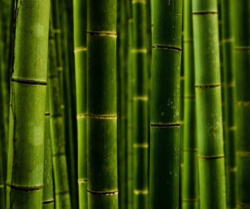 Bambú, abstracto, Fondo de pantalla HD | Peakpx