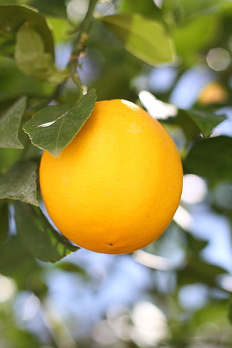 Lemon . Lemons with Leaves . Floral Self Adhesive. Kitchen. Fruit . Non