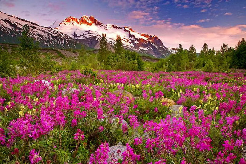 Mountain paradise, pretty, slopes, bonito, snowy, nice, wildflowers ...