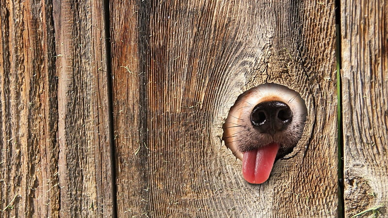 Funny, wood, animal, dog, HD wallpaper