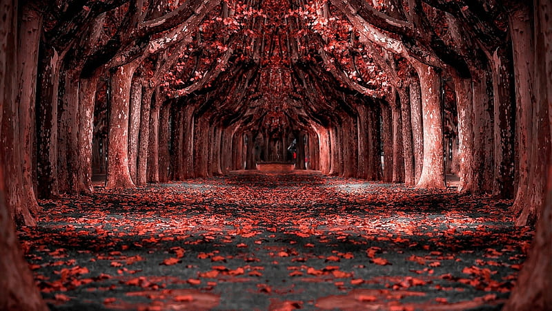 a tunnel of red trees, red, autumn, leaves, shadows, tunnel, trees, HD wallpaper