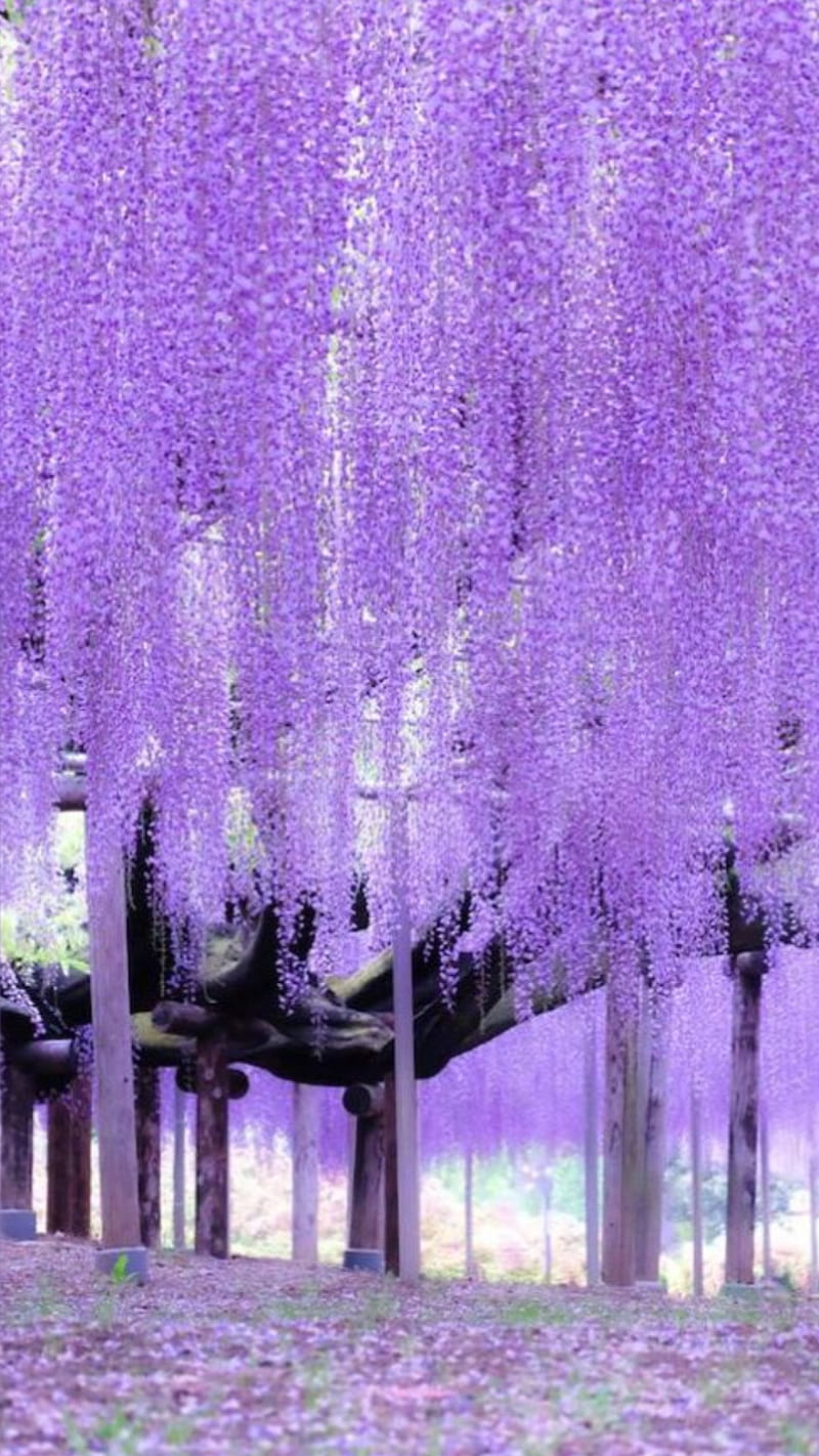 Tổng hợp 1000 mẫu Background purple tree Chất lượng cao, đa dạng phong cách