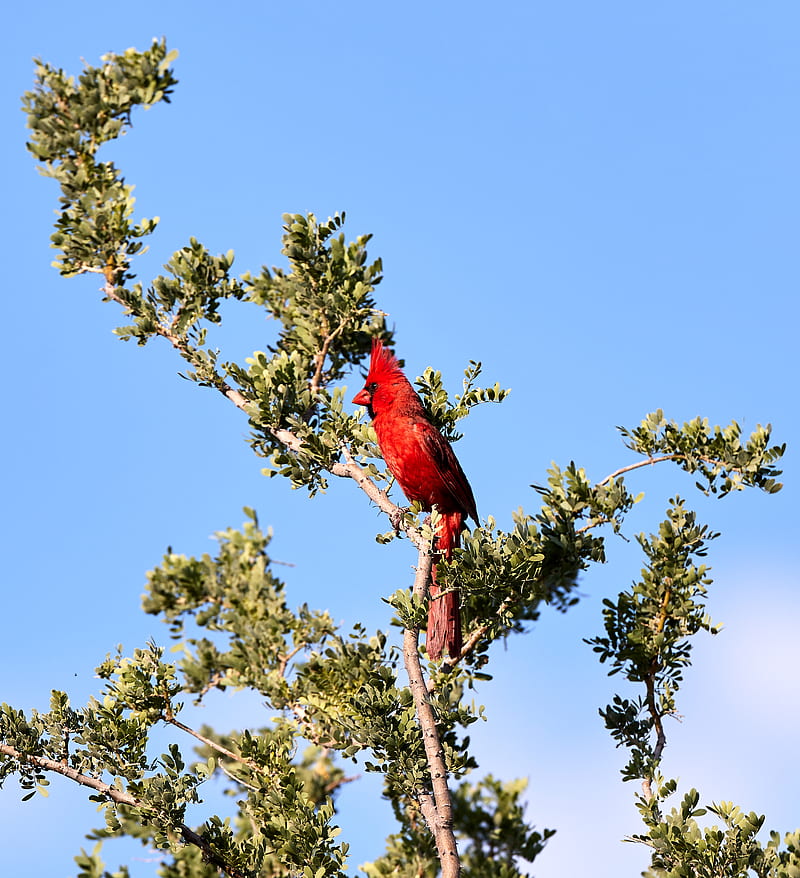 red cardinal, bird, branch, tree, HD phone wallpaper