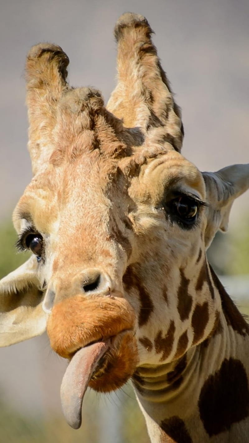 Funny giraffe, animals, zoo, HD phone wallpaper