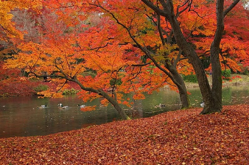 Autumn lake., fall, autumn, tree, duck, bird, colour, lake, leaf, HD ...