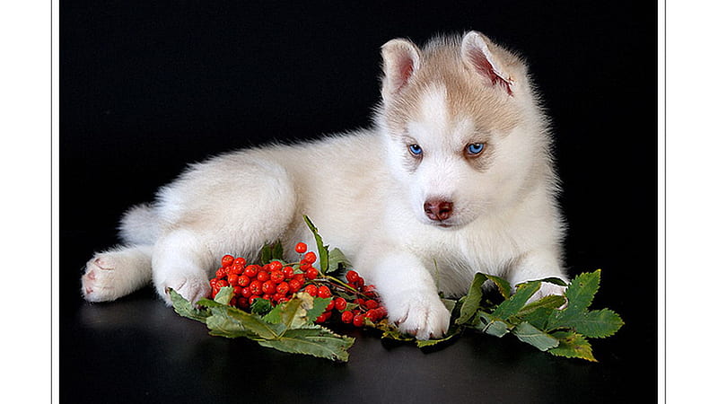 Beautiful Husky puppy, bonito, sled, dogs, alaska, HD wallpaper