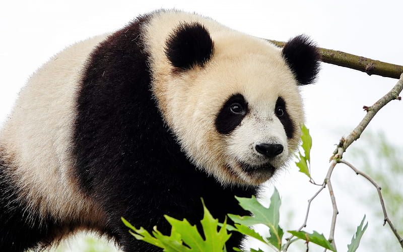 giant panda, cute animals, bears, pandas, wildlife, panda on tree, HD wallpaper