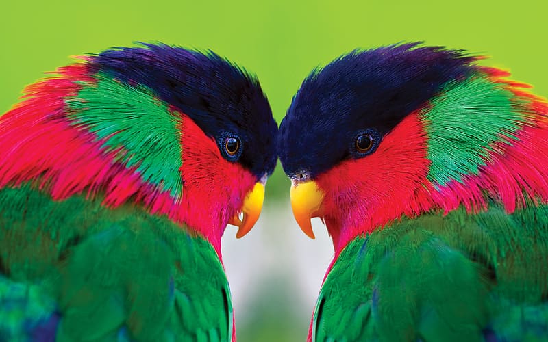 Birds, Animal, Parrot, Collared Lory, HD wallpaper