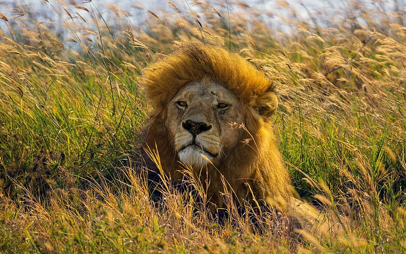 Lion, big wild cat, Africa, bentgrass, Serengeti, HD wallpaper