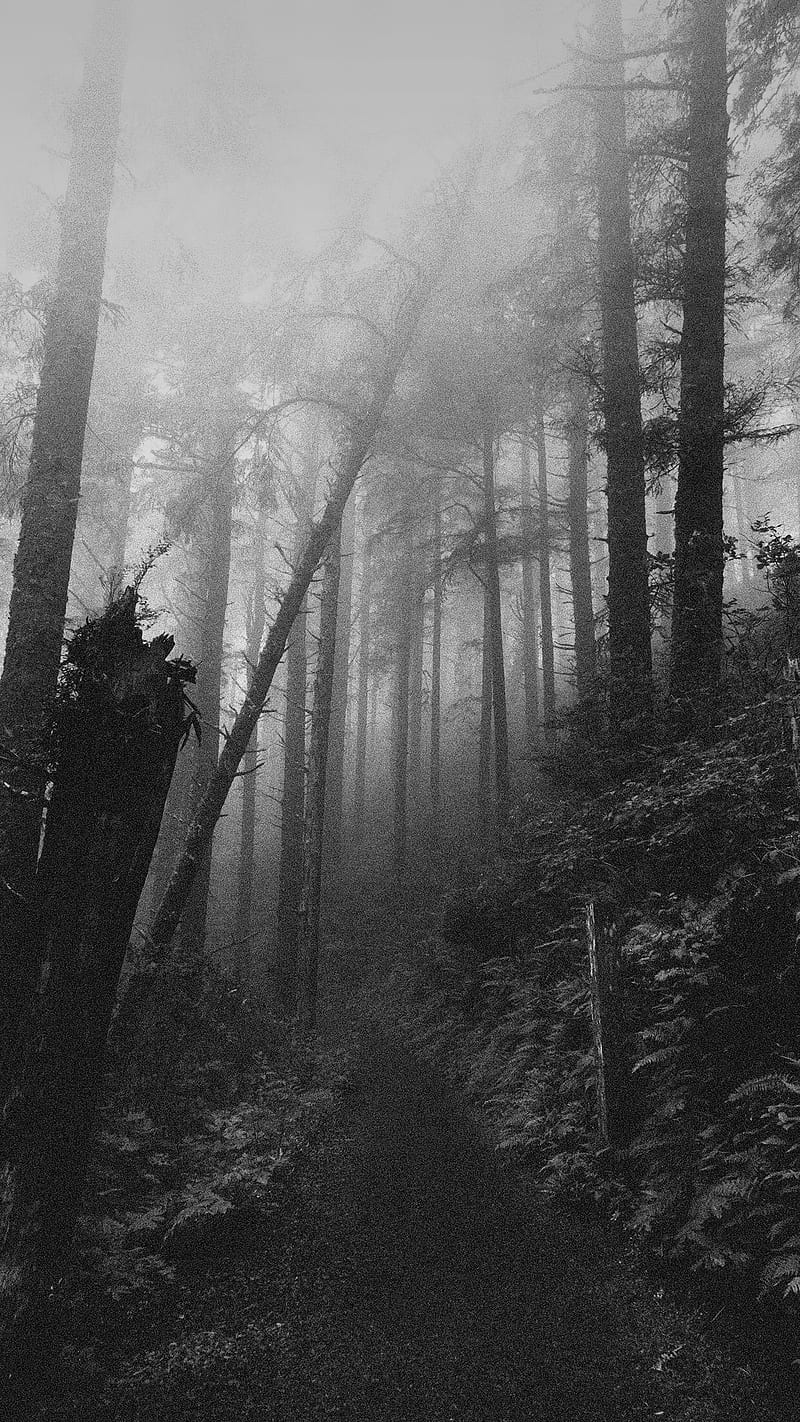 landscape, monochrome, path, tree trunk, mist, HD phone wallpaper