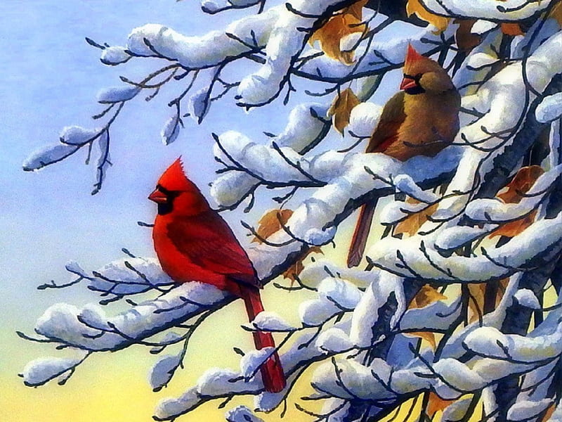 ★Homestead Cardinals★, pretty, Christmas, lovely, colors, love four seasons, birds, bonito, creative pre-made, xmas and new year, winter, cardinals, paintings, snow, branches, couple, animals, HD wallpaper