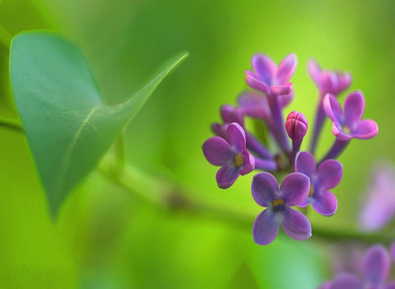 La hermosa lila, flor, lila, púrpura, hoja, Fondo de pantalla HD | Peakpx