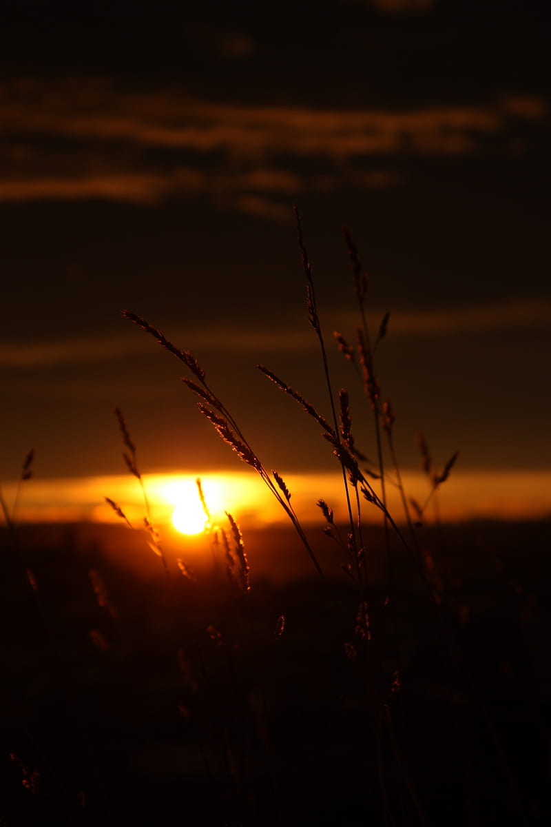 sunset, grass, sun, dark, nature, HD phone wallpaper