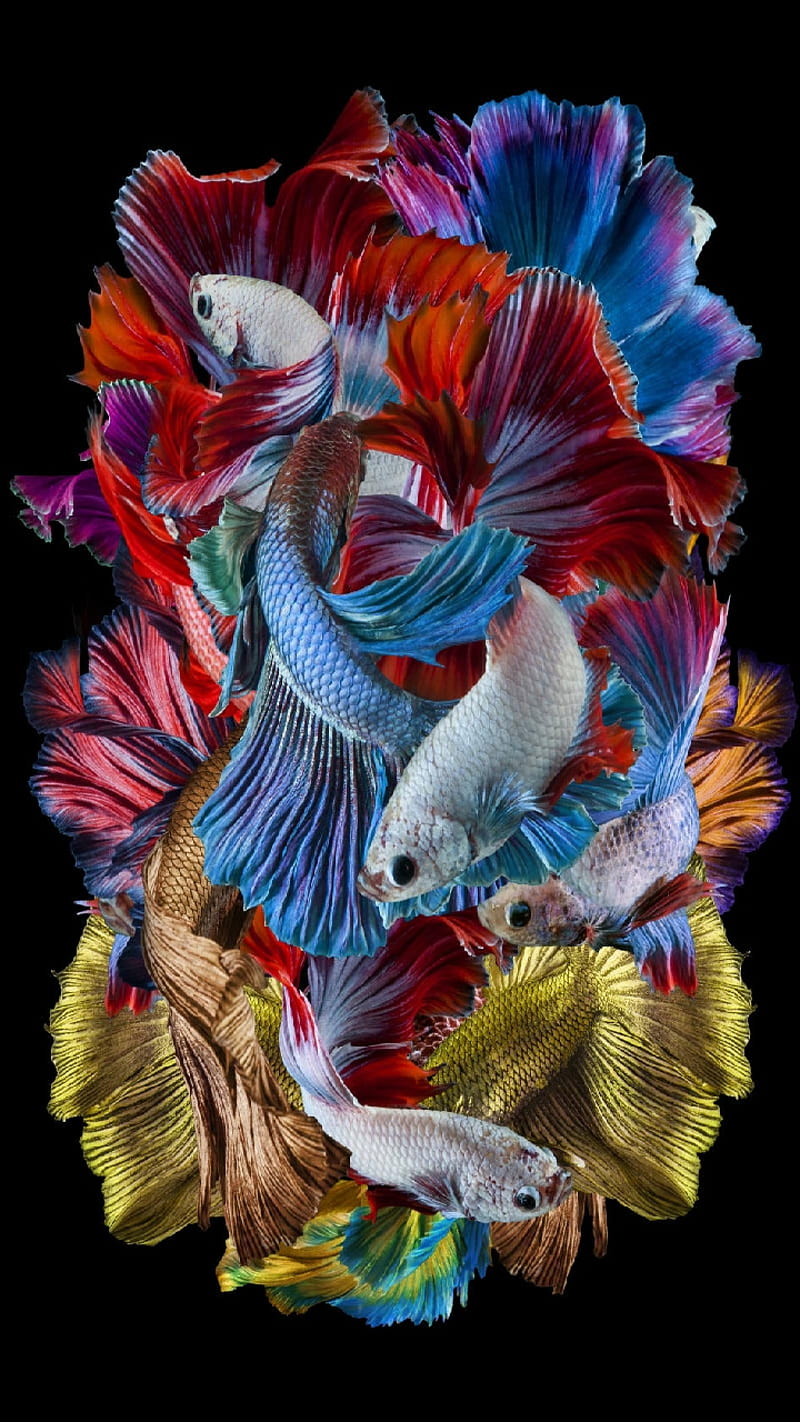 Beta School, fish, swimming, water, colorful, HD phone wallpaper