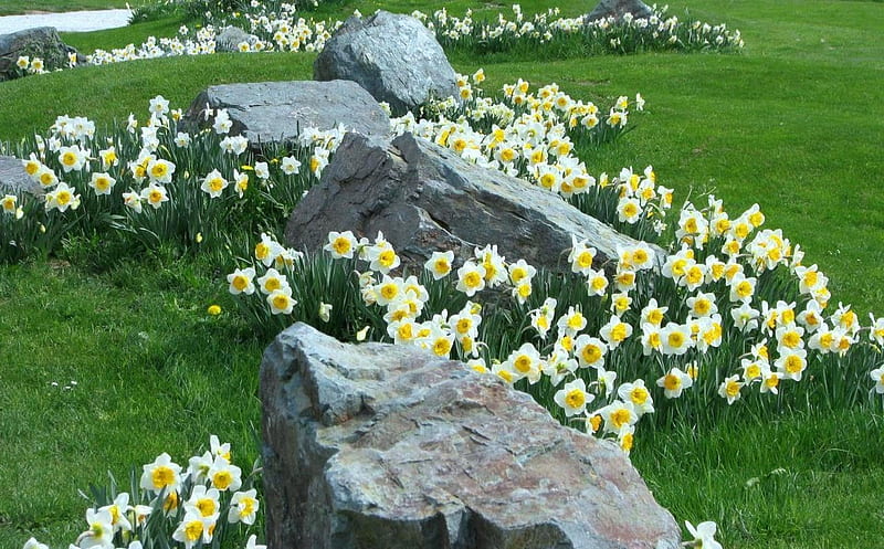 The awakening of spring, rocks, flowers, spring, grass, HD wallpaper