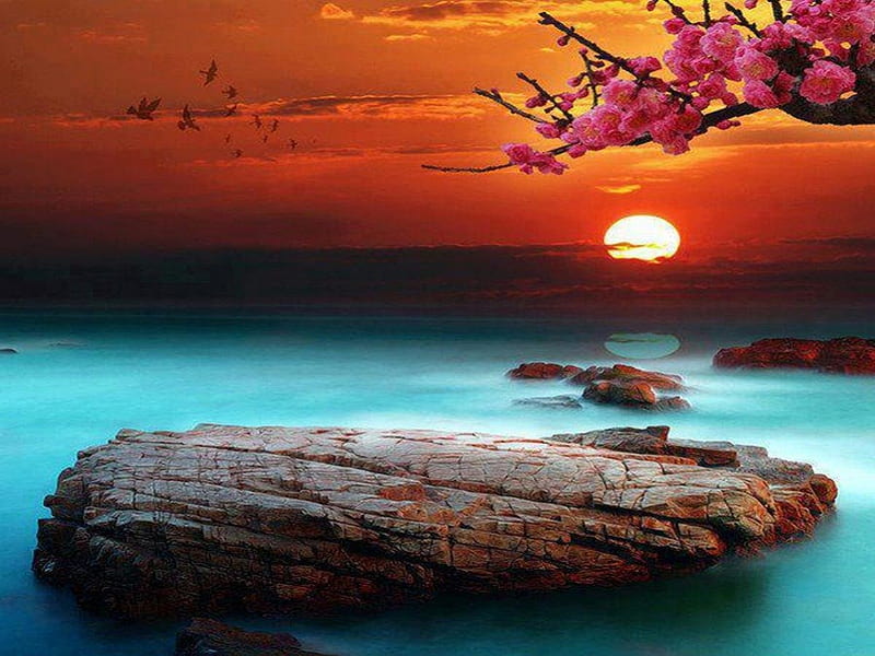 Sunset at The Sea, tree, blue sea, quiet, pink flowers, beautiful colors, birds fly, sunset, sea, HD wallpaper