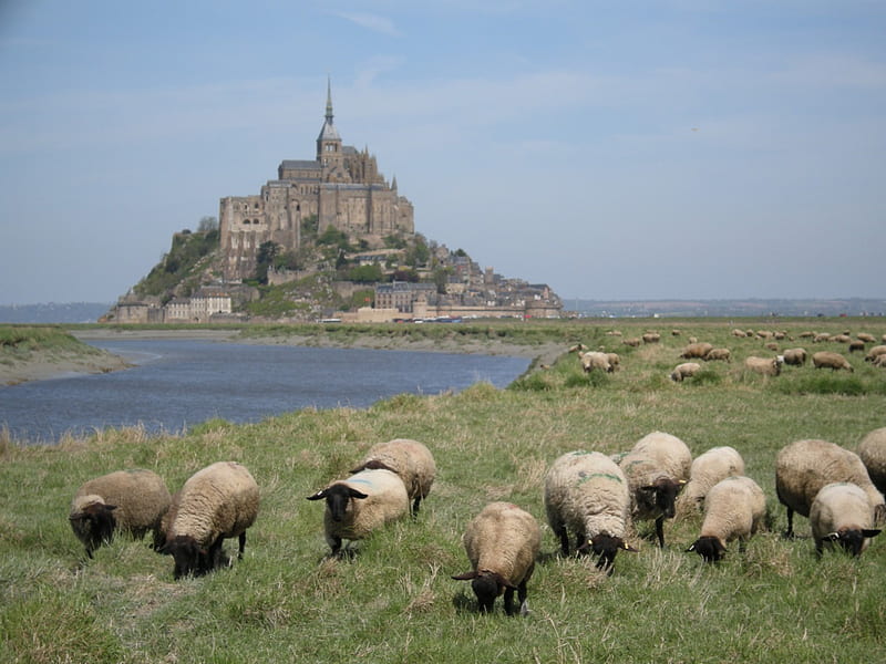 Mont Saint Michel, ancient, normandy, abbey, monastery, sheeps, sheep, france, mont saint michel abbey, benedictine, island, HD wallpaper