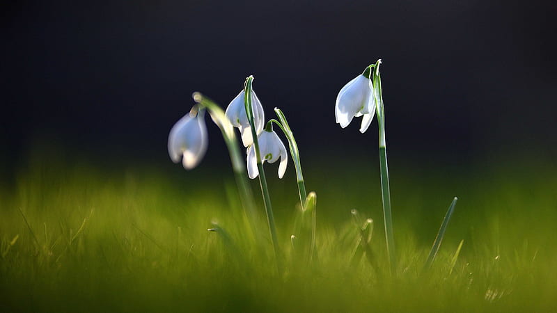 Snowdrops, Spring, Flowers, Glade, HD wallpaper