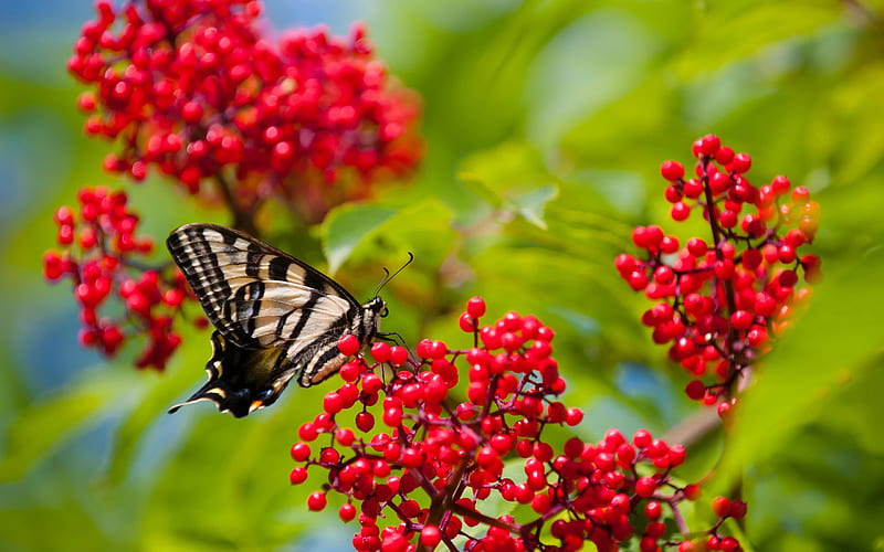 Fly Fly Butterfly, fruit, tree, butterfly, nature, bonito, butterflies, animals, HD wallpaper