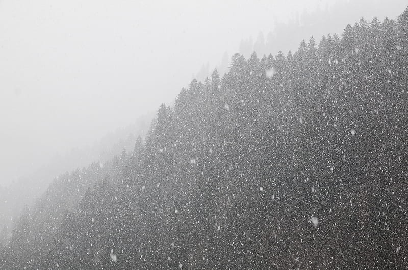 forest, snowstorm, bw, winter, snow, HD wallpaper