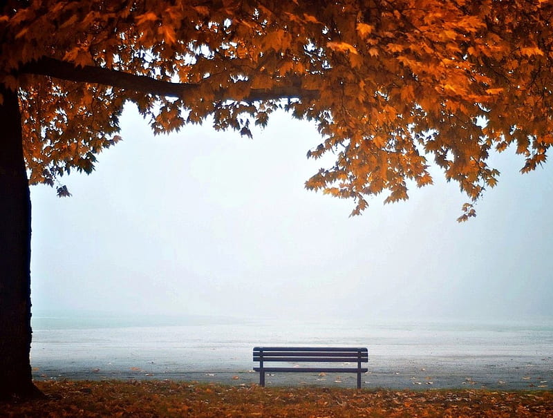 Foggy day at the Beach, bench, tree, park, foggy, HD wallpaper