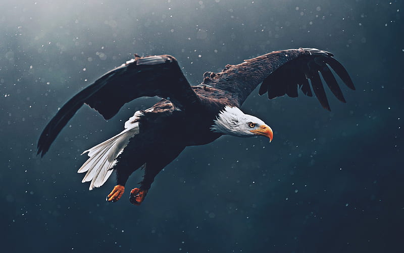 Flying Bald Eagle wildlife, USA symbol, bokeh, birds of North America, Bald Eagle, Haliaeetus leucocephalus, Bald Eagle , eagle, HD wallpaper