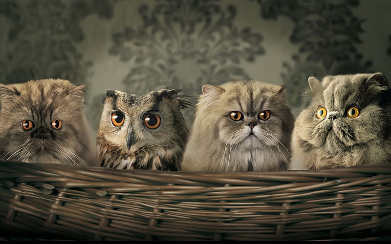 Persian Cat, owl, fluffy cat, pets, domestic cats, basket, Persian, cats, HD wallpaper