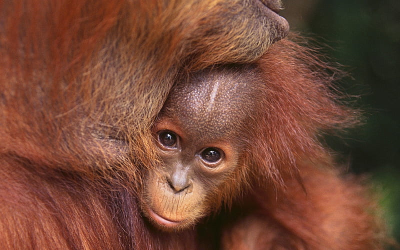 Orangutan, mother, loving, baby, animal, parent, gentle, wild, love, HD wallpaper