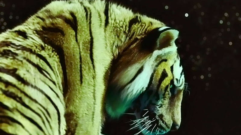 Tiger Life Of Pi, entertainment, tiger, movies, cats, animals, HD wallpaper  | Peakpx