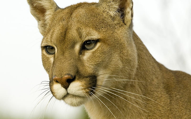 Profile of a Cougar Montana, HD wallpaper