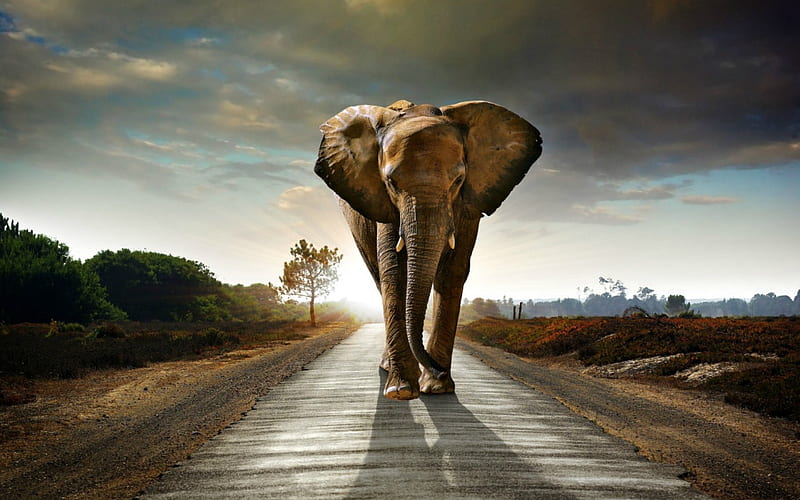 Caution! Elephant on Road, Clouds, Elephant, Road, Animals, HD wallpaper