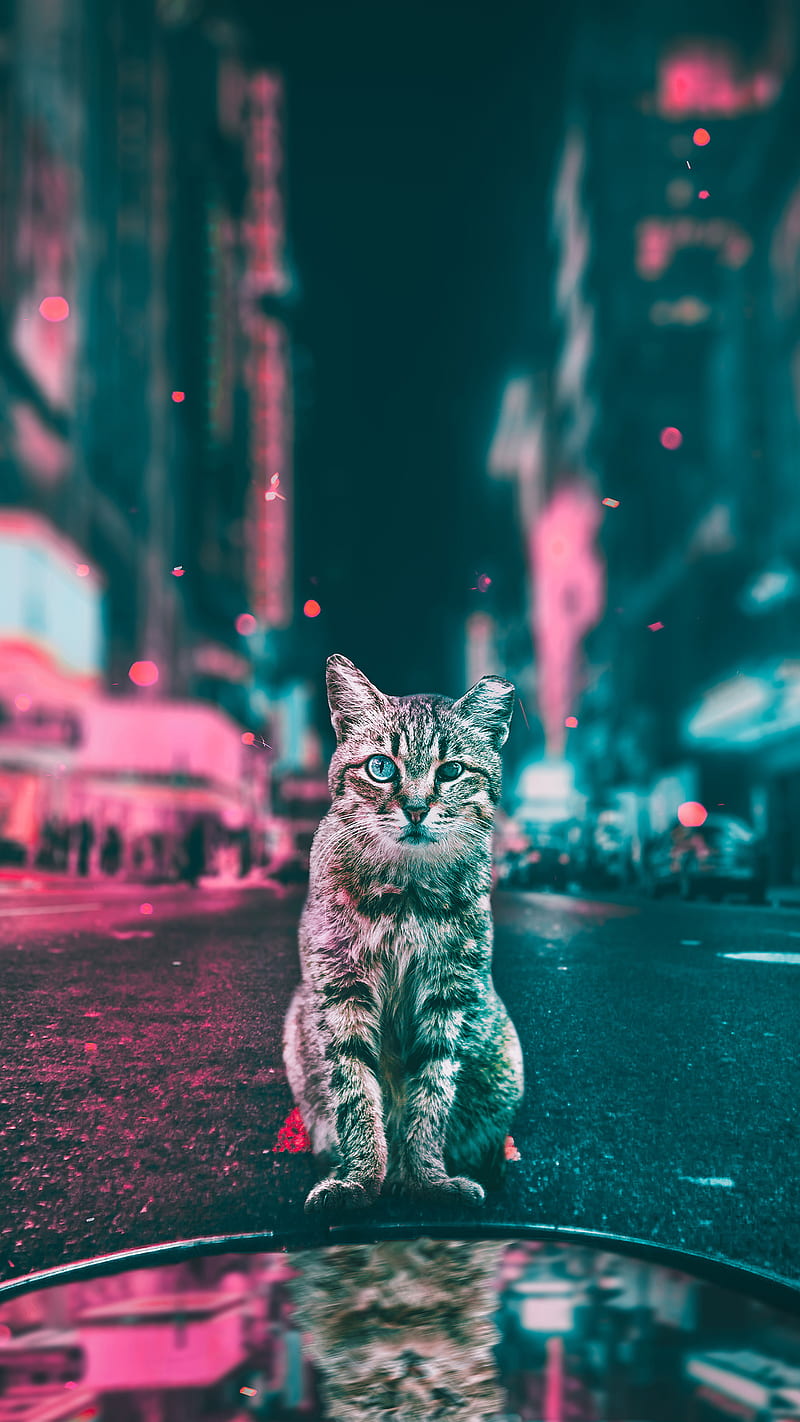Cats in the city, good, night, cat, funny, cool, good night, sleep, tonight, well, HD phone wallpaper