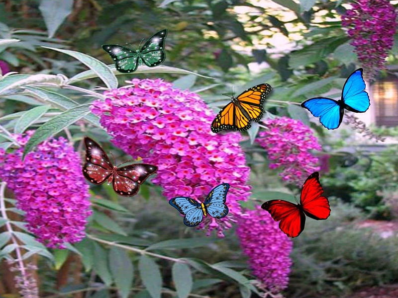 Butterflies at work, Butterflies delight, Summers Day, summer time, Summer Beauties, HD wallpaper