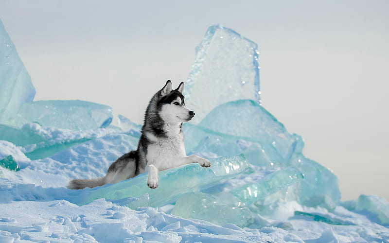 Husky, winter, north, big dog, ice, North Pole, HD wallpaper