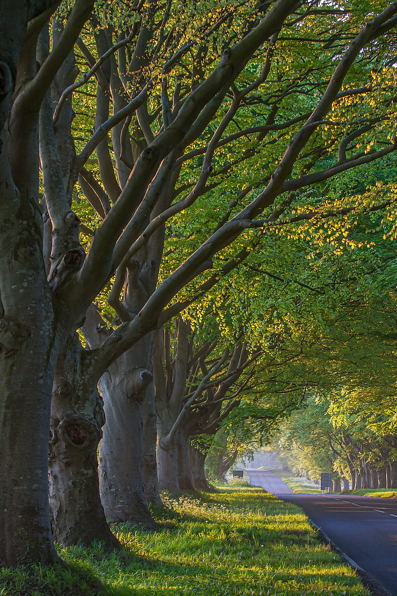 Green trees beside road, HD phone wallpaper | Peakpx