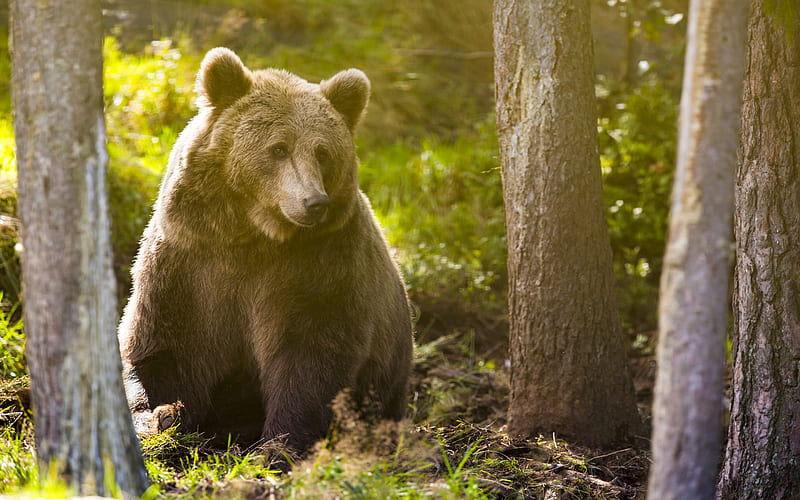 grizzly, forest, summer, wildlife, predators, bears, Ursus arctos horribilis, HD wallpaper