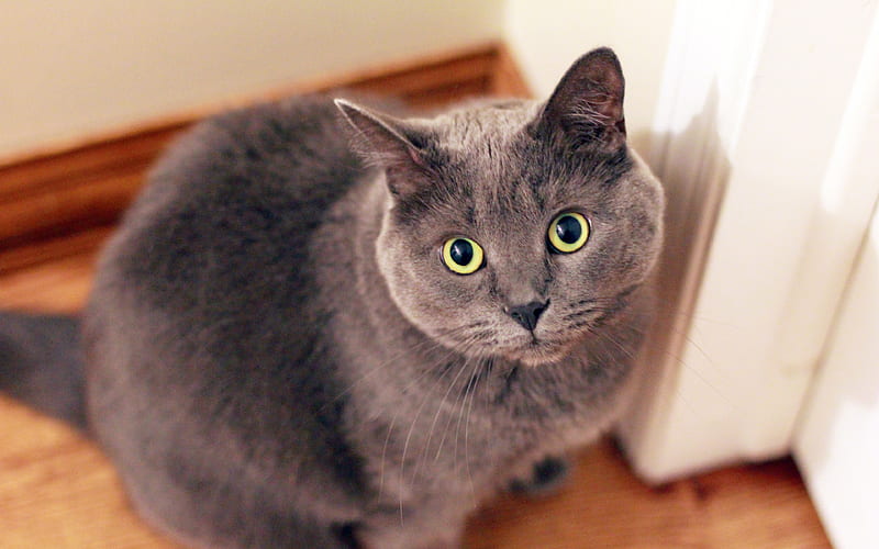 British Shorthair, cats, muzzle, gray cat, cute animals, domestic cat, British Shorthair Cat, HD wallpaper