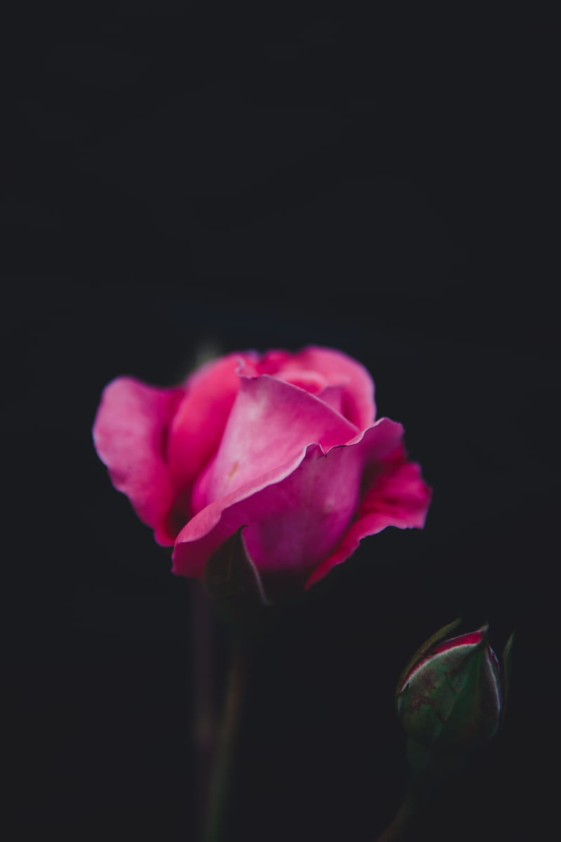 Closeup graphy of pink rose, HD phone wallpaper | Peakpx