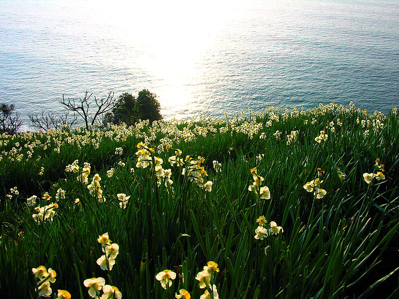 daffodils, seashore, bonito, yellow daffodils, hill, field, HD wallpaper