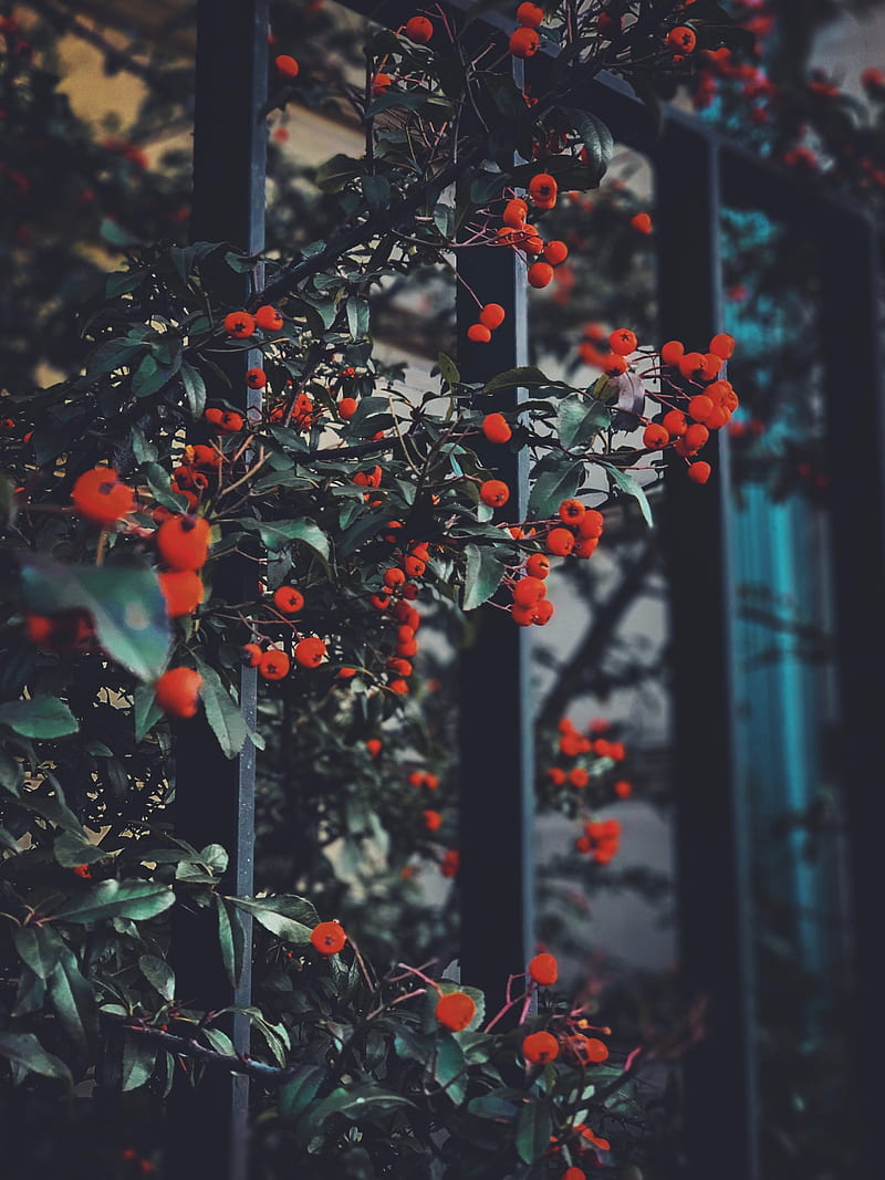 berries, leaves, branches, red, HD phone wallpaper