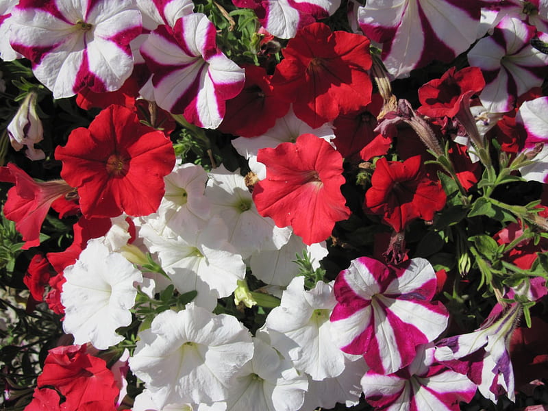 Petunias can be cultivated in hanging baskets., Red, Petunias, Green, White, graphy, Flowers, HD wallpaper