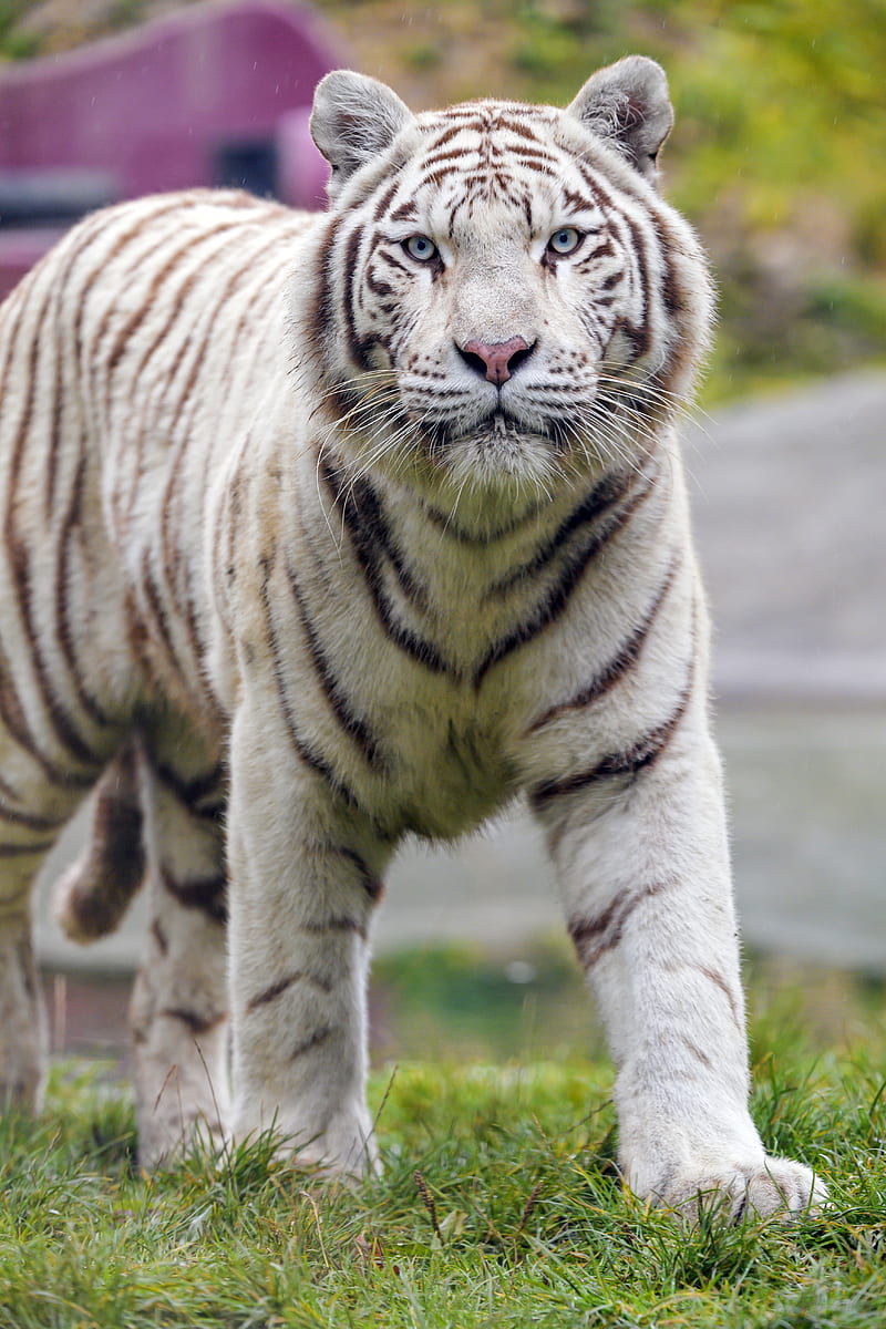 white tiger, tiger, big cat, predator, wildlife, HD phone wallpaper