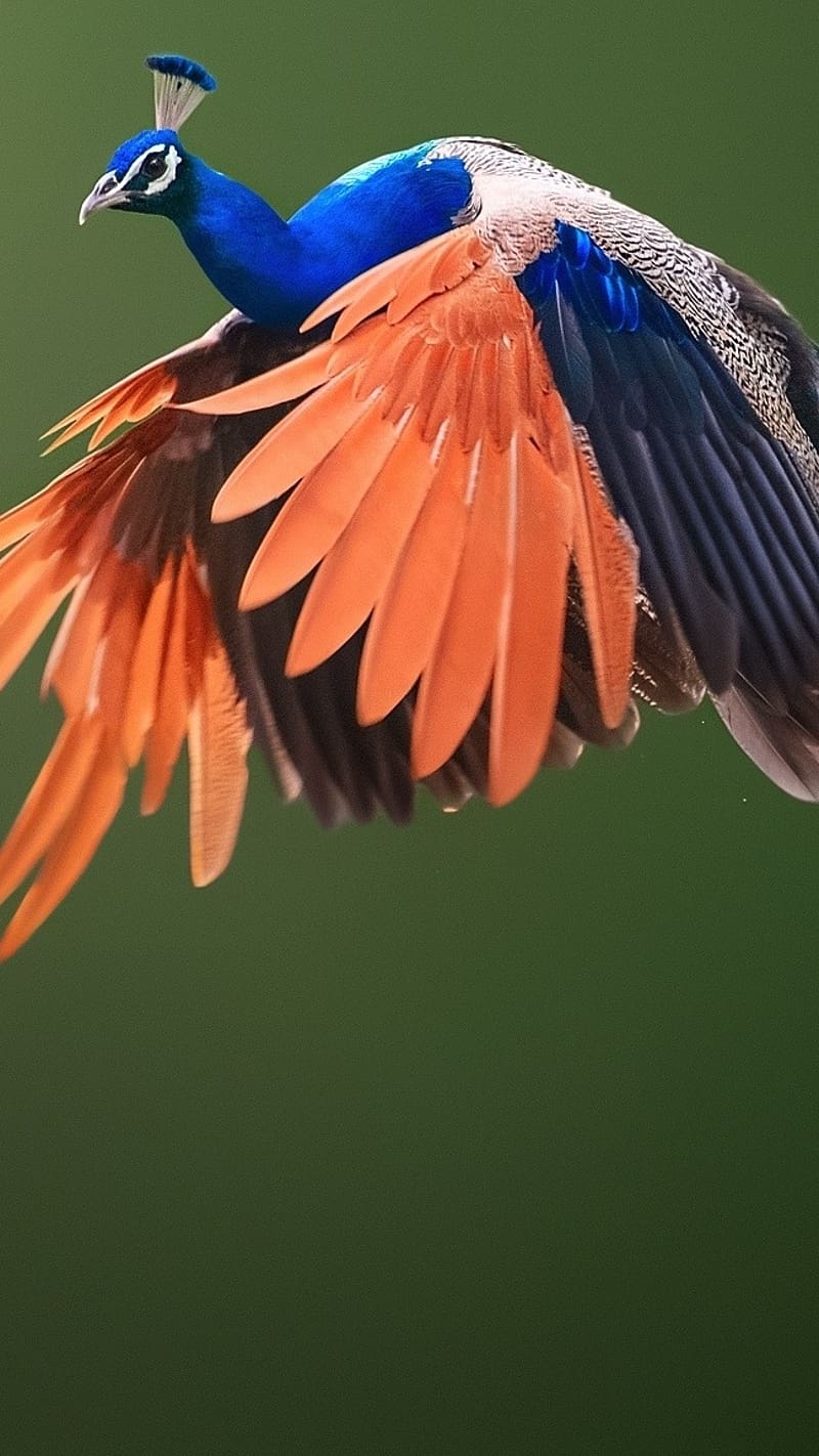 Birds Flying, Peacock, national bird, blue and orange, beautiful, HD phone wallpaper