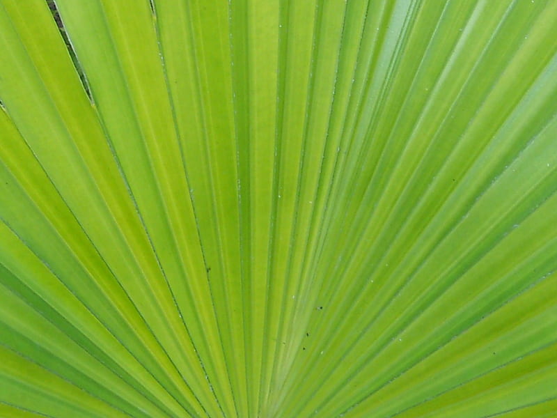 Palm Leaf, one, palm, green, mickey, HD wallpaper