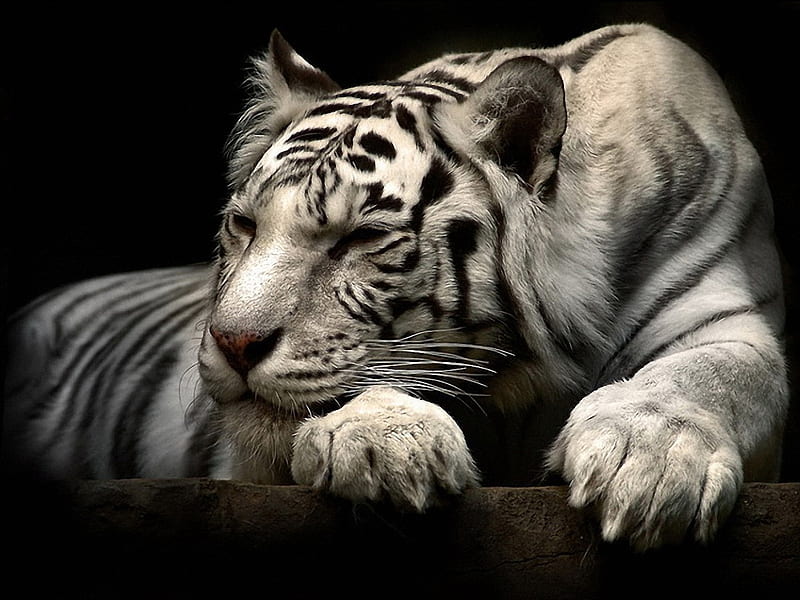 White tiger, sleep, force, relax, bonito, tiger, white, HD wallpaper